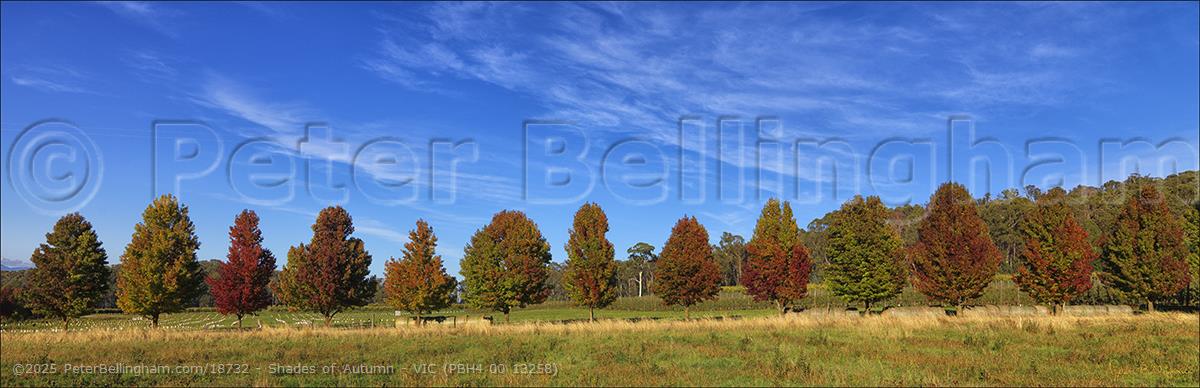 Peter Bellingham Photography Shades of Autumn - VIC (PBH4 00 13258)